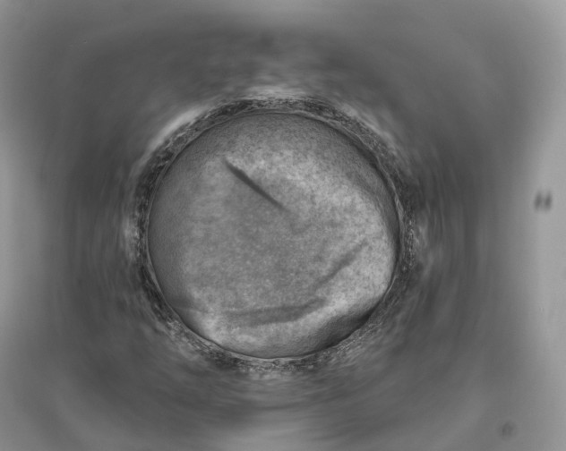 X0000096191254200802011359