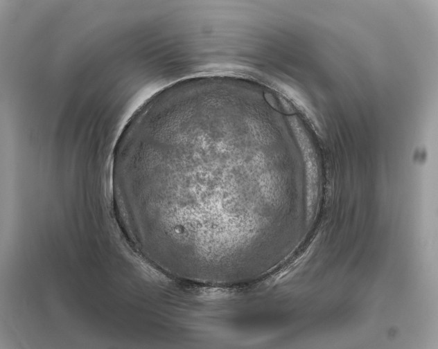 X0000096191275200802011358