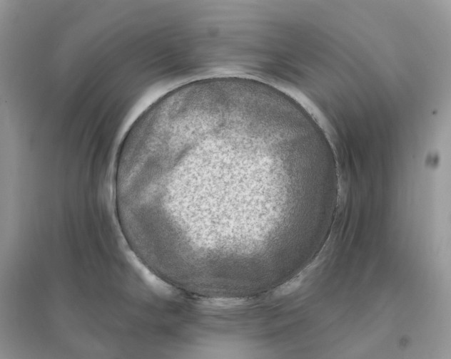 X0000096191294200802011358