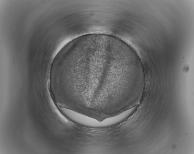 X0000096191383200802011356