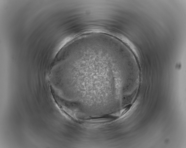 X0000096191385200802011356