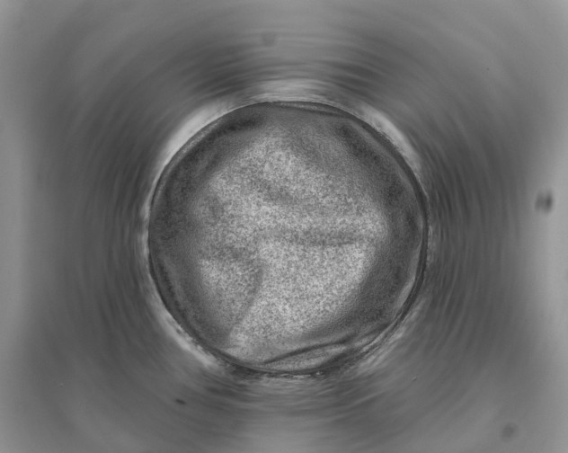 X0000096191386200802011356