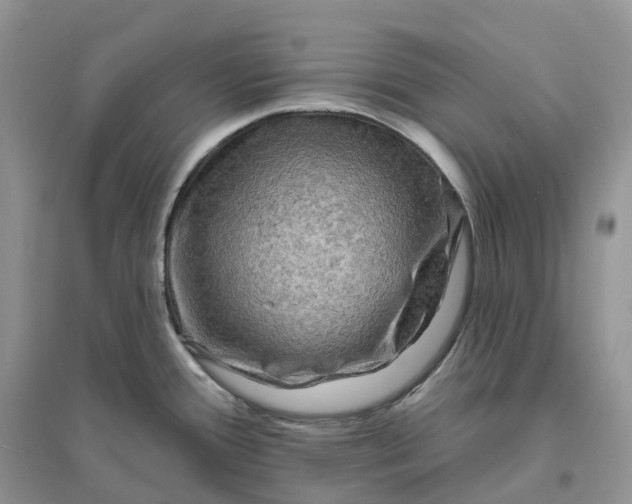 X0000096191388200802011356