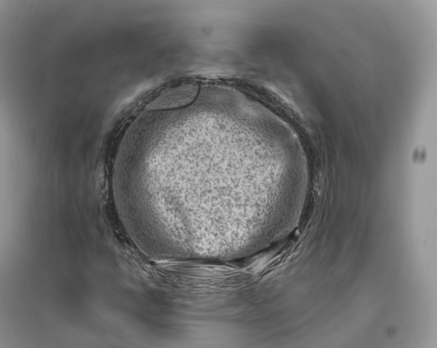 X0000096191398200802011355