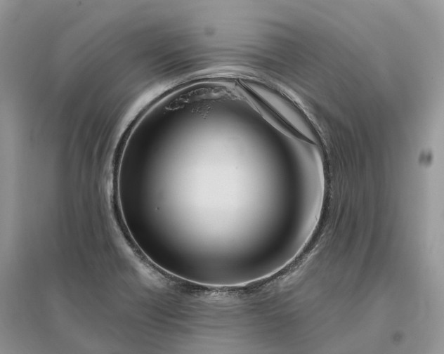 X0000096191418200802011356