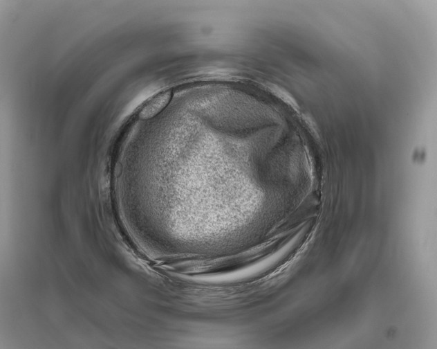 X0000096191450200802011355