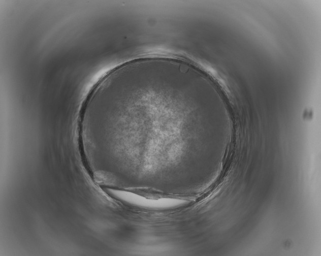 X0000096191463200802011355
