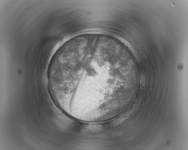 X0000096191466200802011355