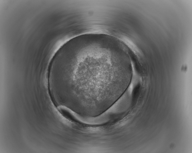 X0000096191468200802011355