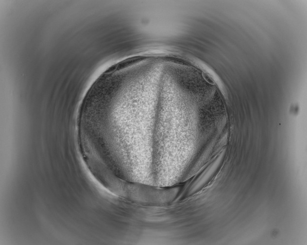 X0000096191483200802011355