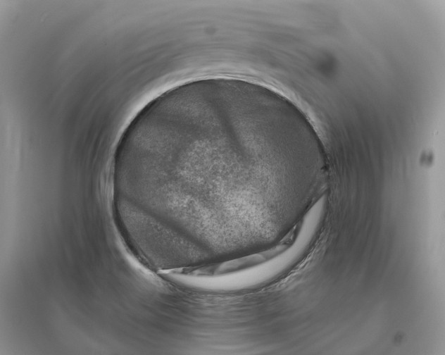 X0000096191515200802011354