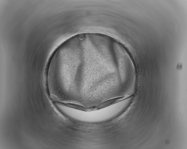 X0000096191517200802011354