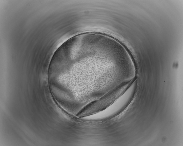 X0000096191521200802011354
