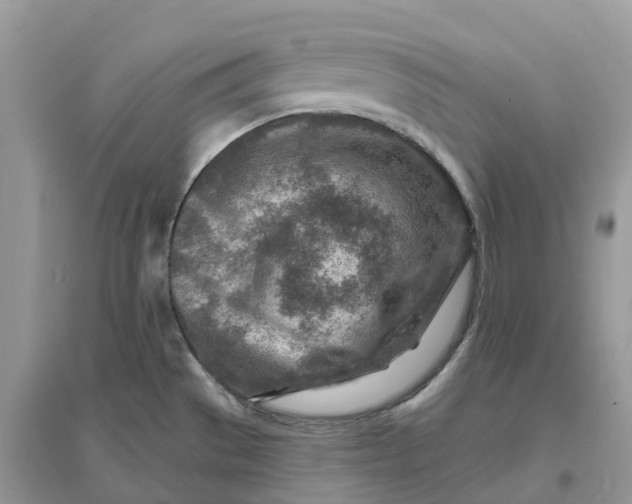 X0000096191529200802011354