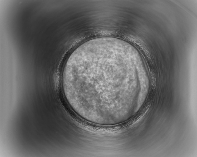 X0000096190016200802081529