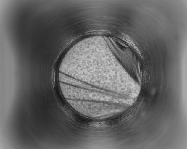 X0000096190110200802081528