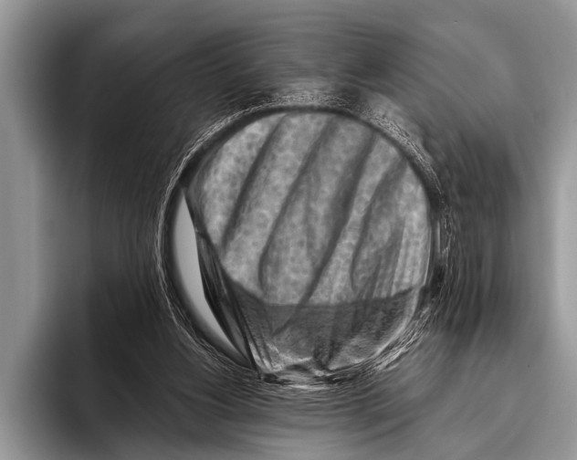 X0000096190156200802081527