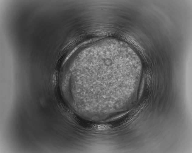 X0000096190165200802081527