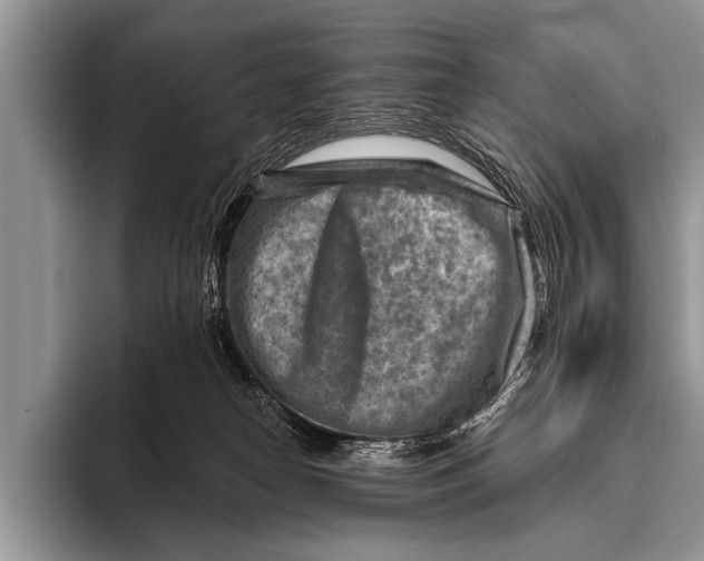 X0000096190182200802081527