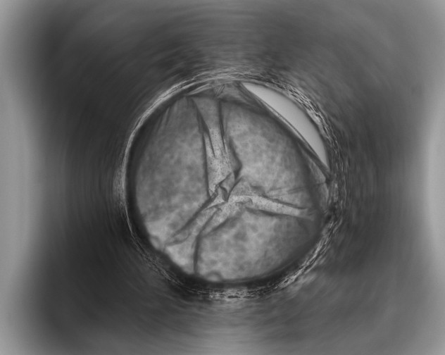 X0000096190196200802081527