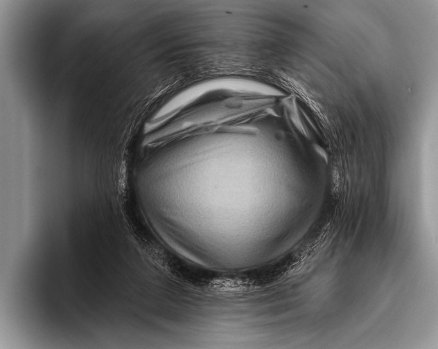 X0000096190211200802081526