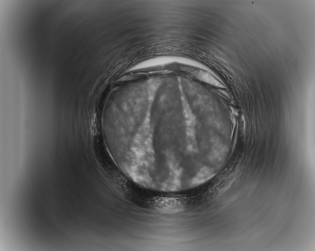 X0000096190224200802081526