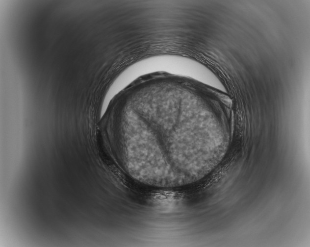 X0000096190227200802081526