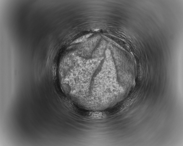 X0000096190230200802081526