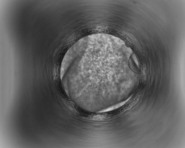 X0000096190236200802081526