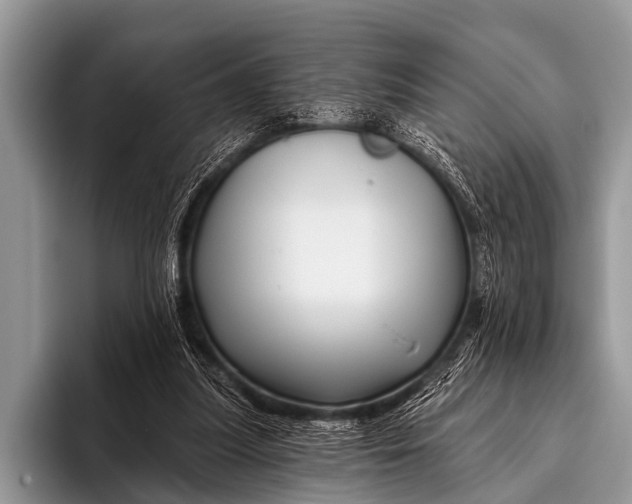 X0000096190251200802081526