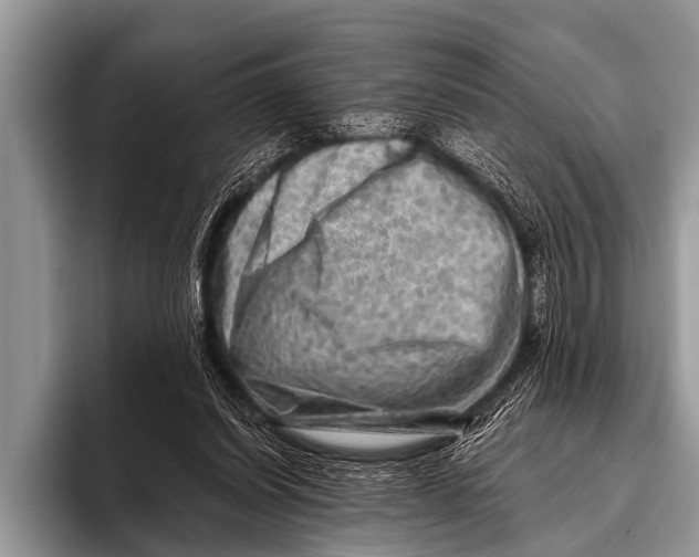 X0000096190254200802081526