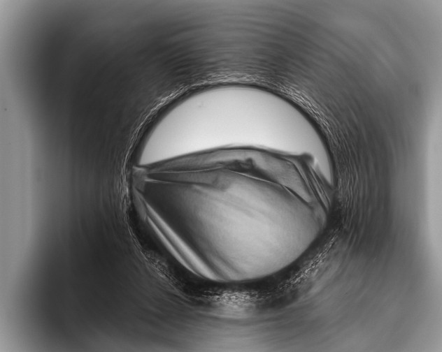 X0000096190256200802081526