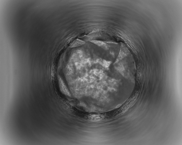 X0000096190277200802081526