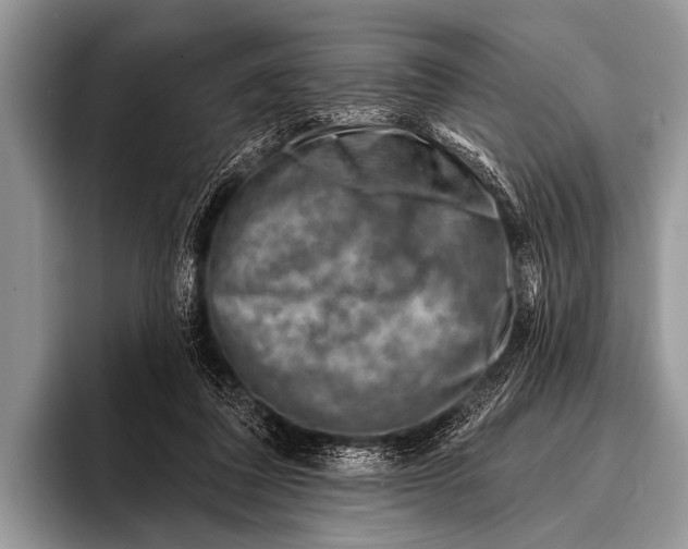 X0000096190308200802081525