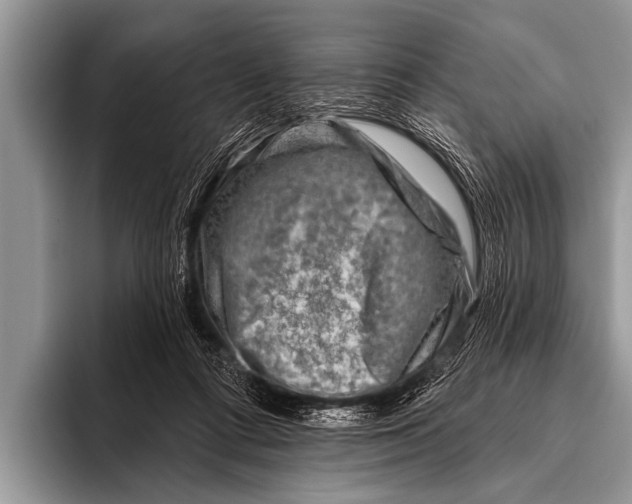 X0000096190312200802081525