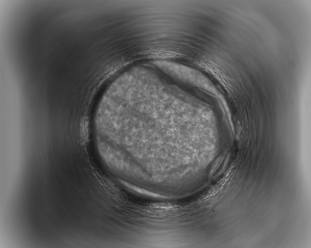 X0000096190351200802081524