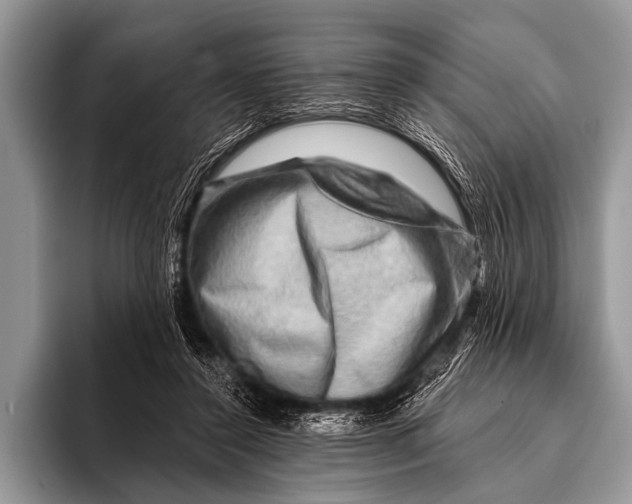 X0000096190356200802081524