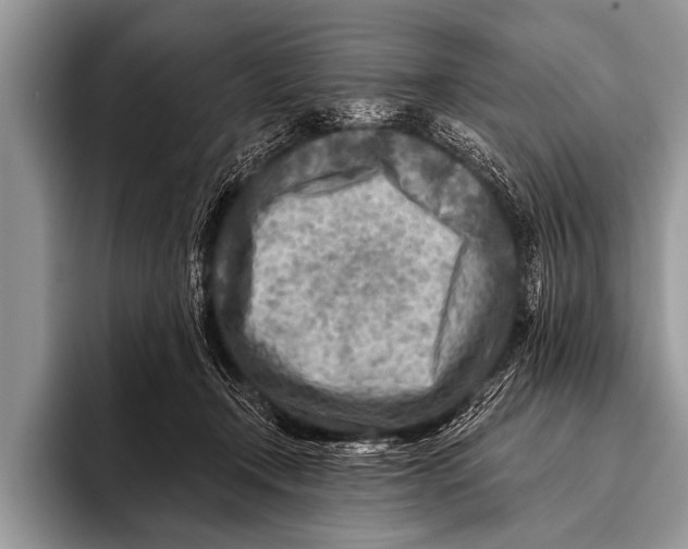 X0000096190366200802081525