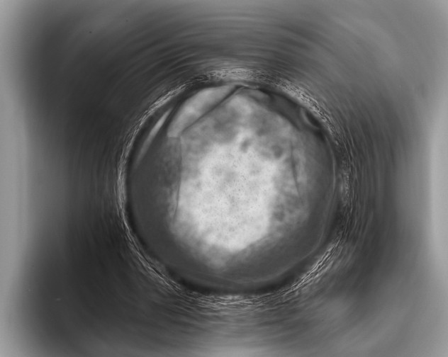 X0000096190390200802081524