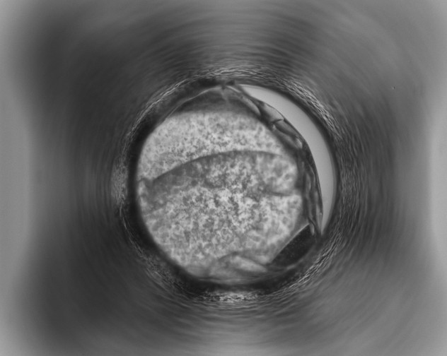 X0000096190400200802081524