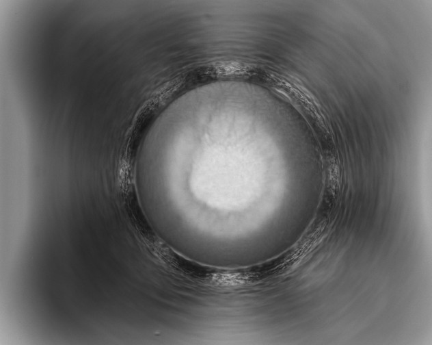 X0000096190419200802081524