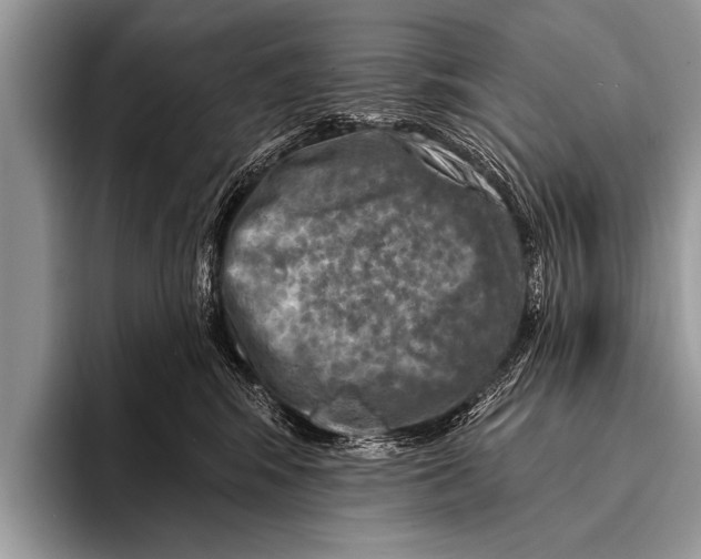 X0000096190424200802081524