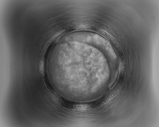 X0000096190444200802081523