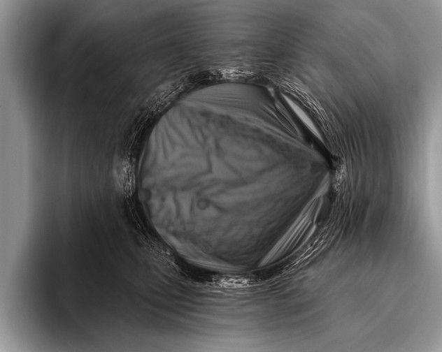 X0000096190471200802081523