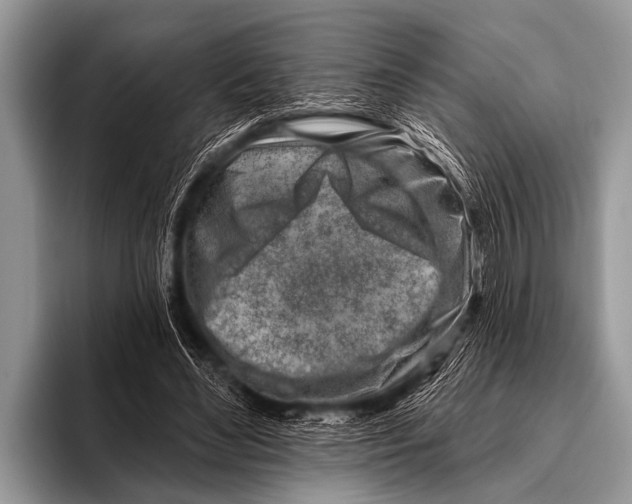 X0000096190492200802081523