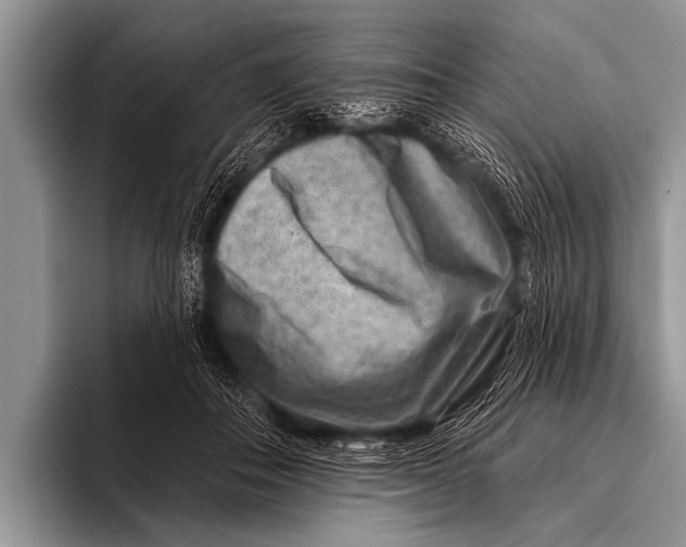 X0000096190506200802081523