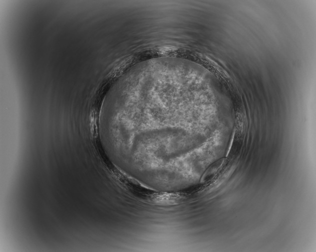 X0000096190527200802081522