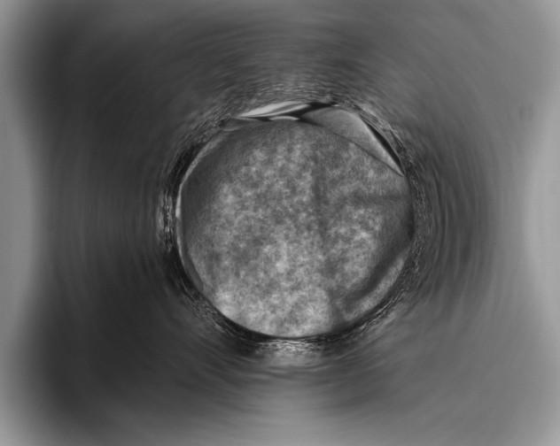 X0000096190528200802081522