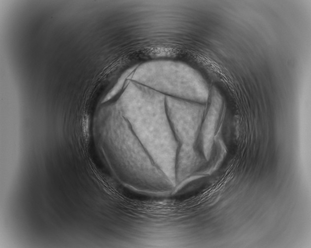 X0000096190550200802081522