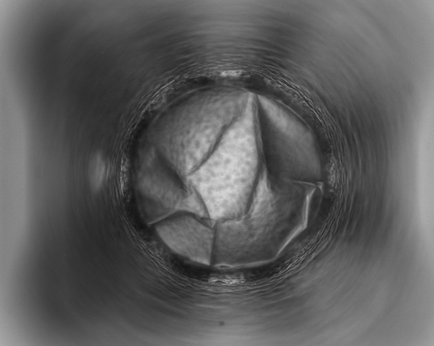 X0000096190559200802081522